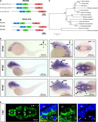 Autism-Risk Gene necab2 Regulates Psychomotor and Social Behavior as a Neuronal Modulator of mGluR1 Signaling